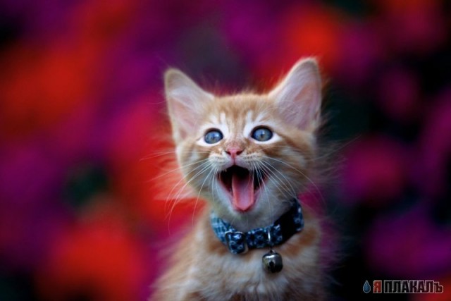 Коты, кошки, котята