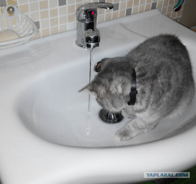 Мимимишности пост