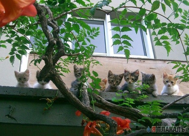 Коты, кошки, котята
