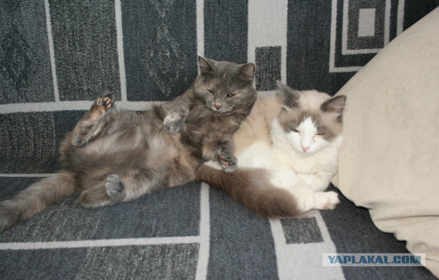 Котовторник 22.03.2016