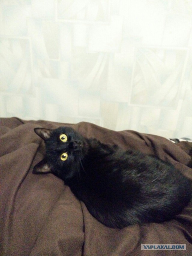 Котовторник - начало