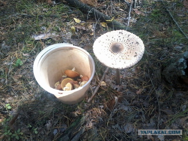 Как я в Бузулукский бор ездил за грибами