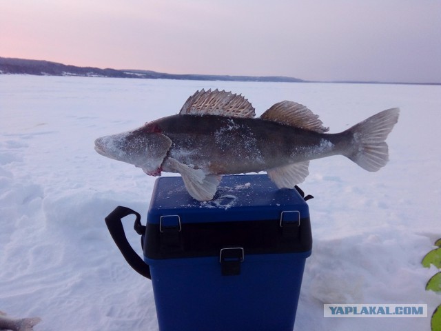 Рыбалка на горьковском водохранилище. Яузское водохранилище рыбалка. Сегодня будет рыба клевать. Рыболовный календарь. Прогноз клева.