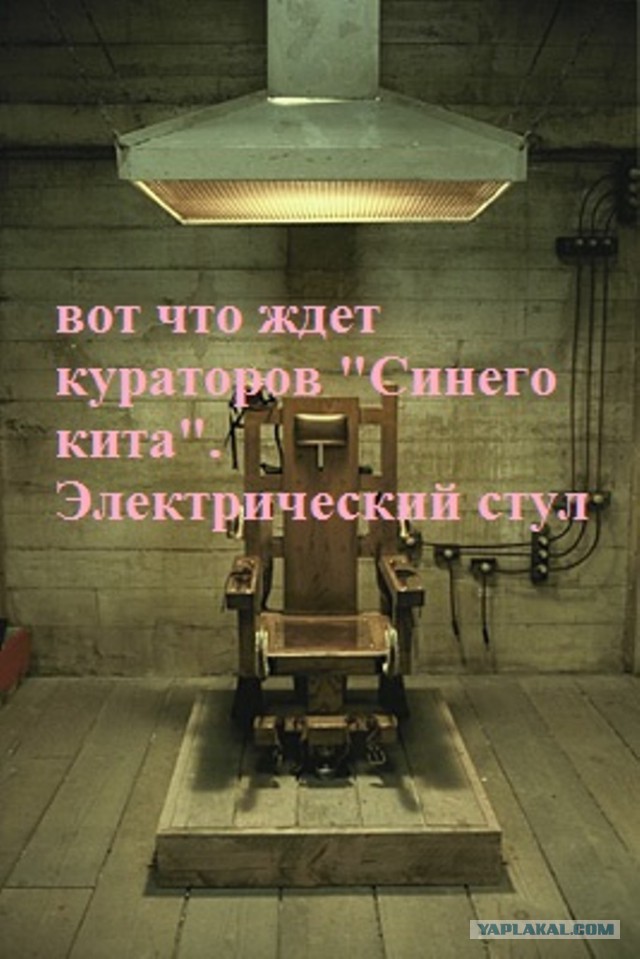 Синий кит