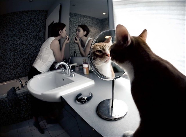 Коты и Кошки