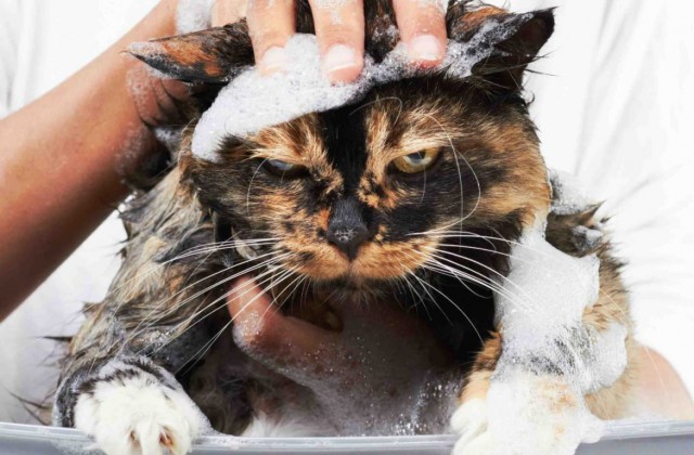 Коты и Кошки