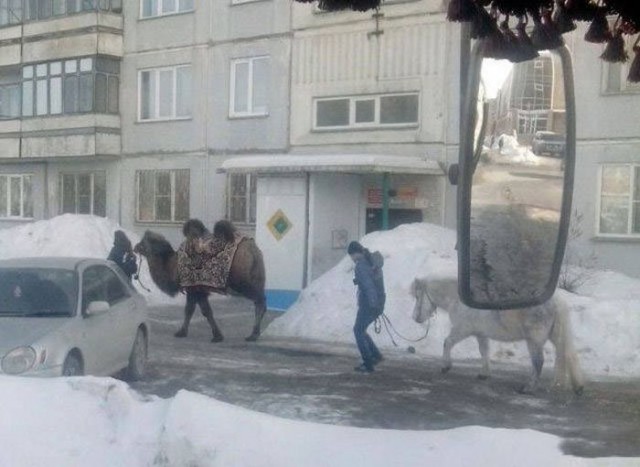 Подборка безудержного веселья
