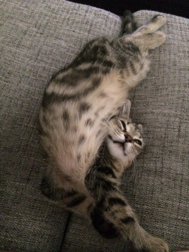 Коты и Кошки