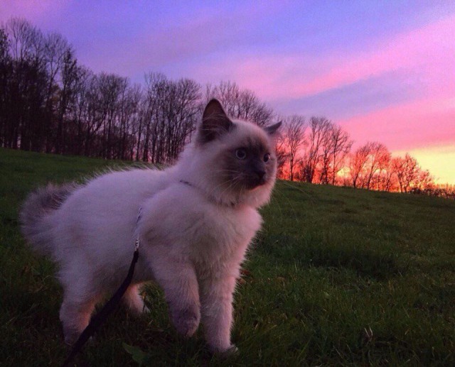 Коты и Кошки