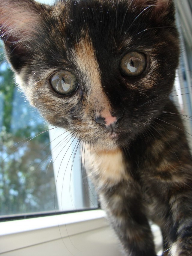 Коты и Кошки