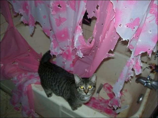 Коты и Кошки