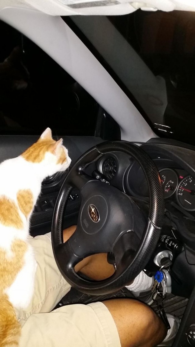 Эти люди думали, что у них нет кота