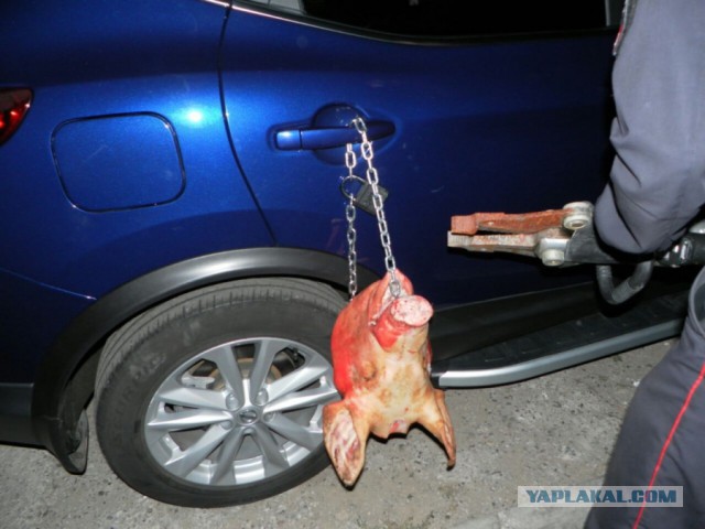 Стоп хам 80 лвл: свиная голова в наказание за парковку