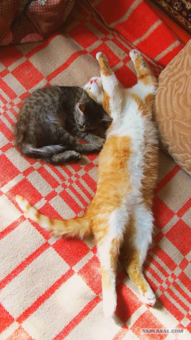 Котовторник 13.03.2018