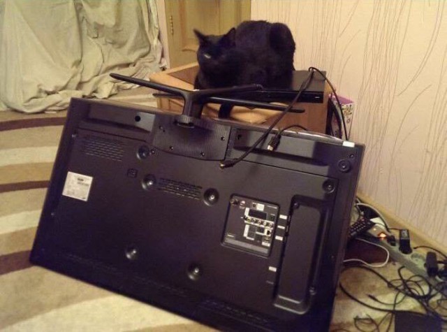 Кот без прикрас