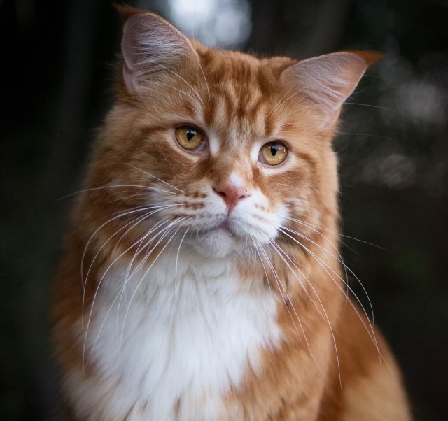 Котовторник 26.06.2018