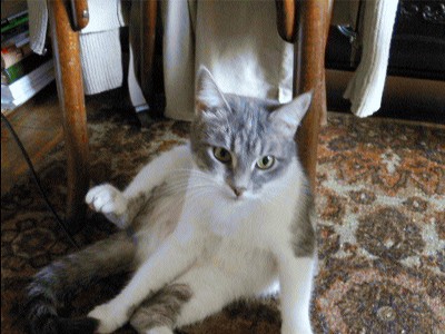 Котовторник на ЯПлакалъ! От числа 09.09.08