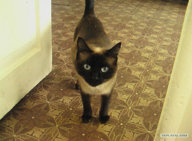 Котовторник на ЯПлакалъ