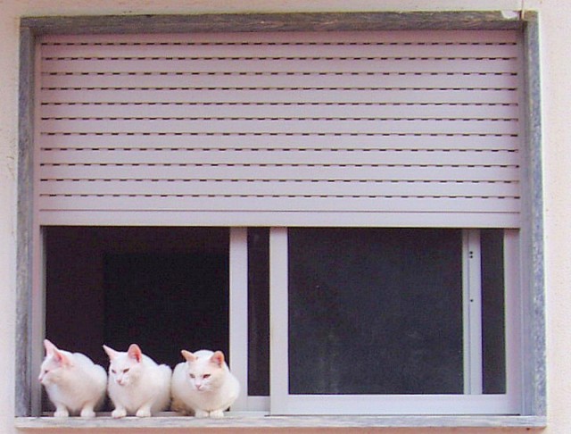 А как же котовторник?