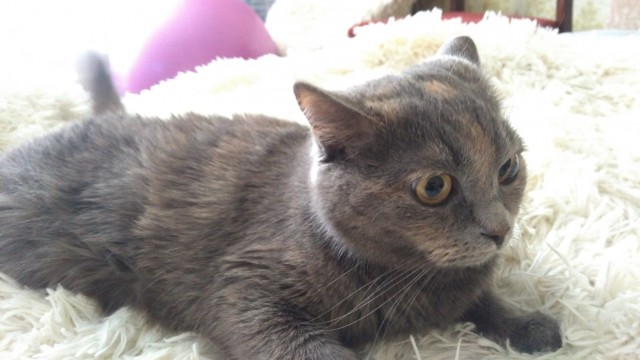 Котовторник 11.09.18.