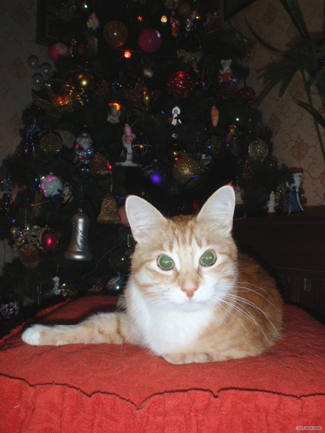 Котовторник 4.01.2011 - первый котовторник года