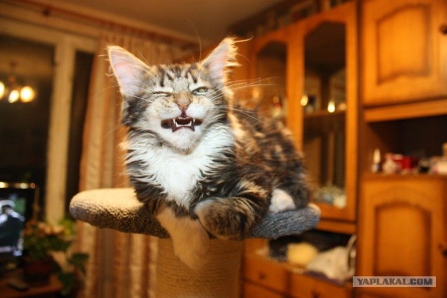 Котовторник