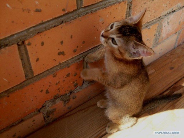 Котовторник на середину июня