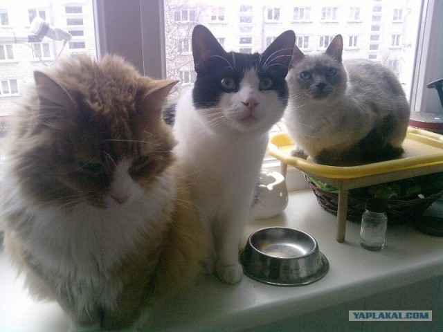 Котовторник с Максом