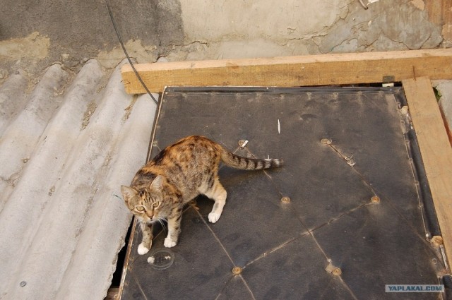 Сонный Котовторник