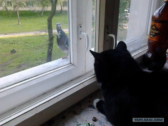Котовторник 1.11.11