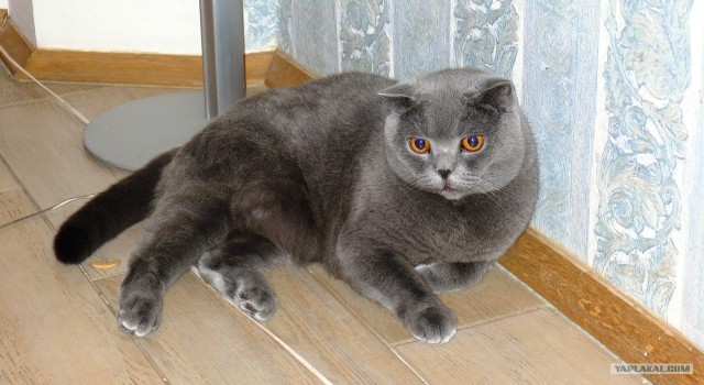 Котовторник (24. 01. 2012 )