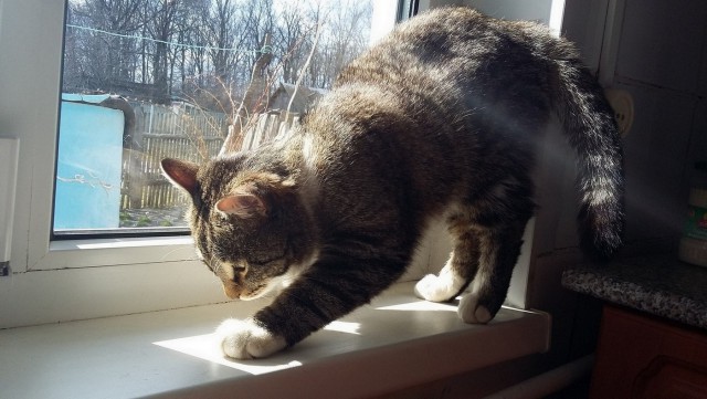 Котовторник 18.12.2018
