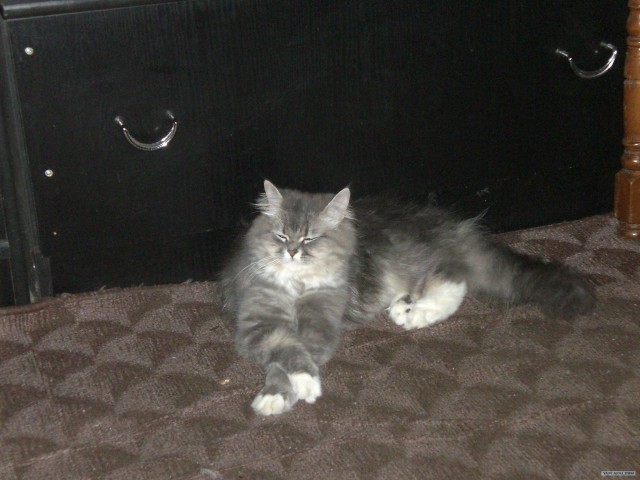 КОТОВТОРНИК (6.03.2012)