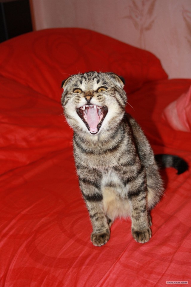 Котовторник 10.04.2012