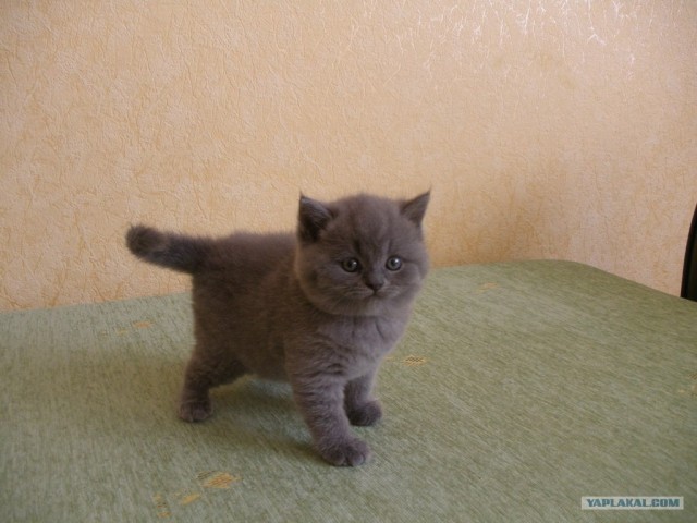 Котовторник   5.06.2012