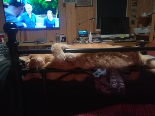 Трехцветное счастье