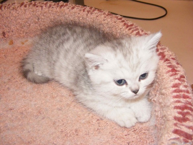 Котовторник 19.02.2013