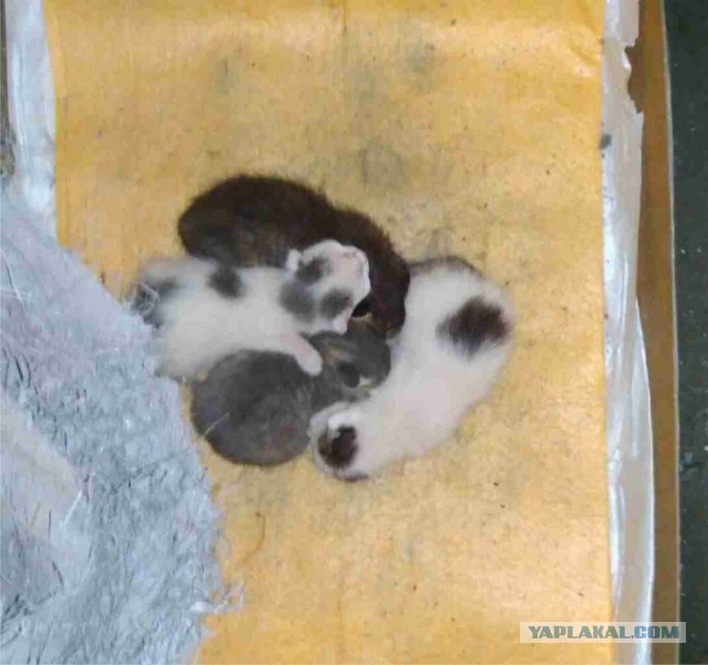 05.03.19 Котовторник же