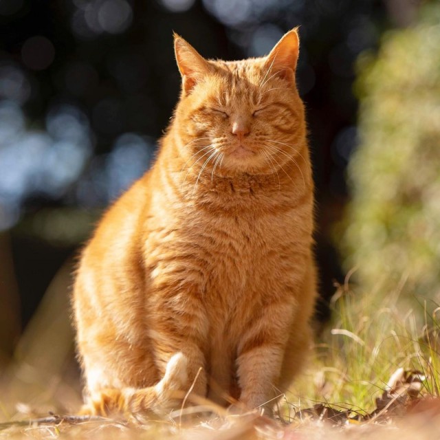 Котовторник однако