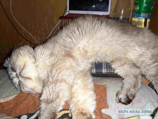 А вы разговариваете с котом?