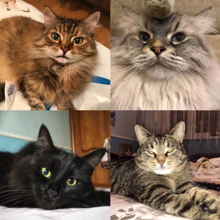 Котовторник от генерала мяу