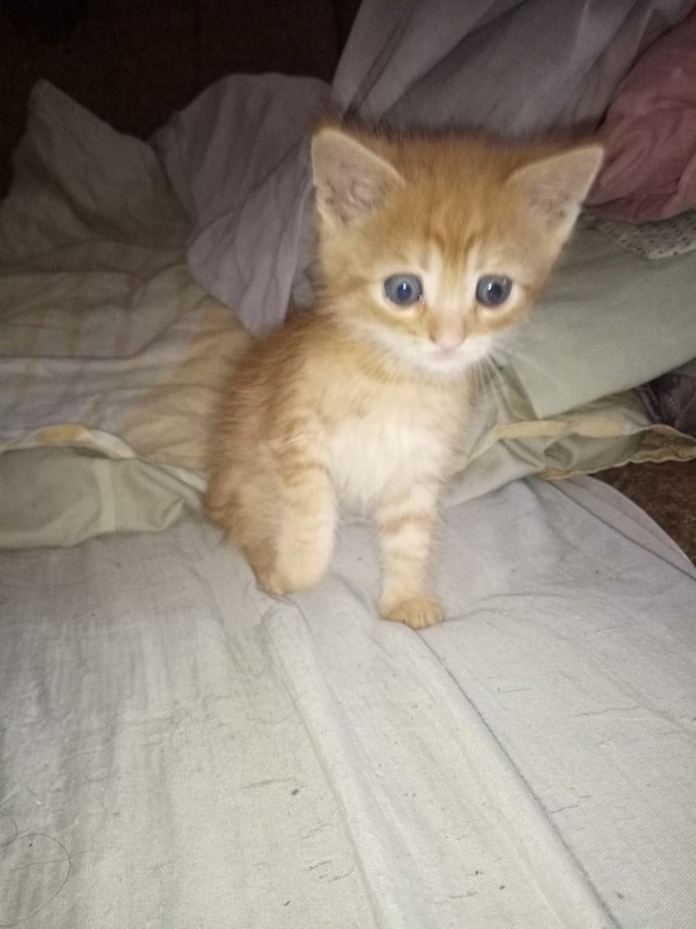 Забавные фото котеек