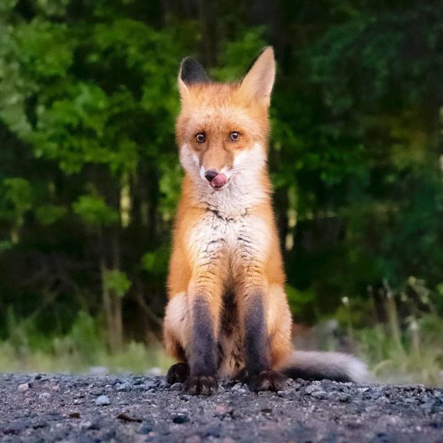 Эти забавные животные