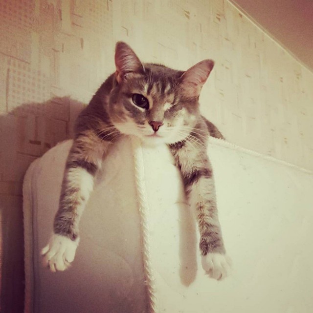 Эти забавные животные