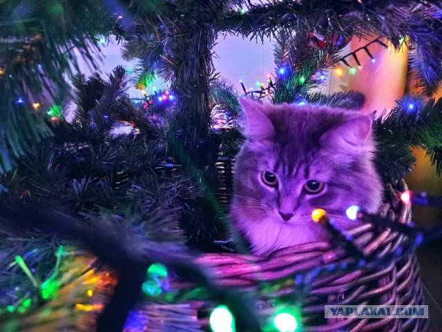 К - Котогеничность