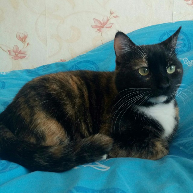 Котики бывают разные - черные, белые, и все классные