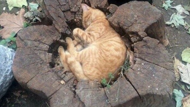 Кошки часто любят отдыхать там, где их, в принципе, не должно быть