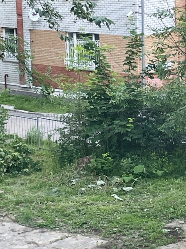 Тополиный пух