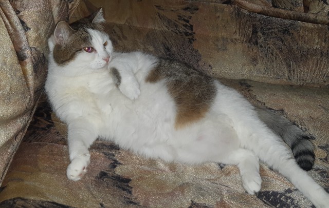Котовторник (свои добавляем)
