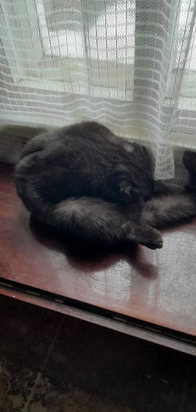 А это мой котан к котовторнику